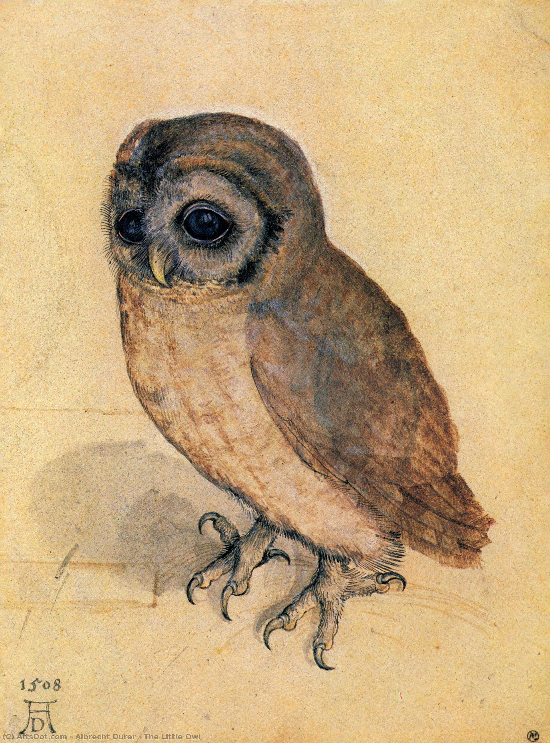 Order Art Reproductions The Little Owl, 1506 by Albrecht Durer (1471-1528, Italy) | ArtsDot.com
