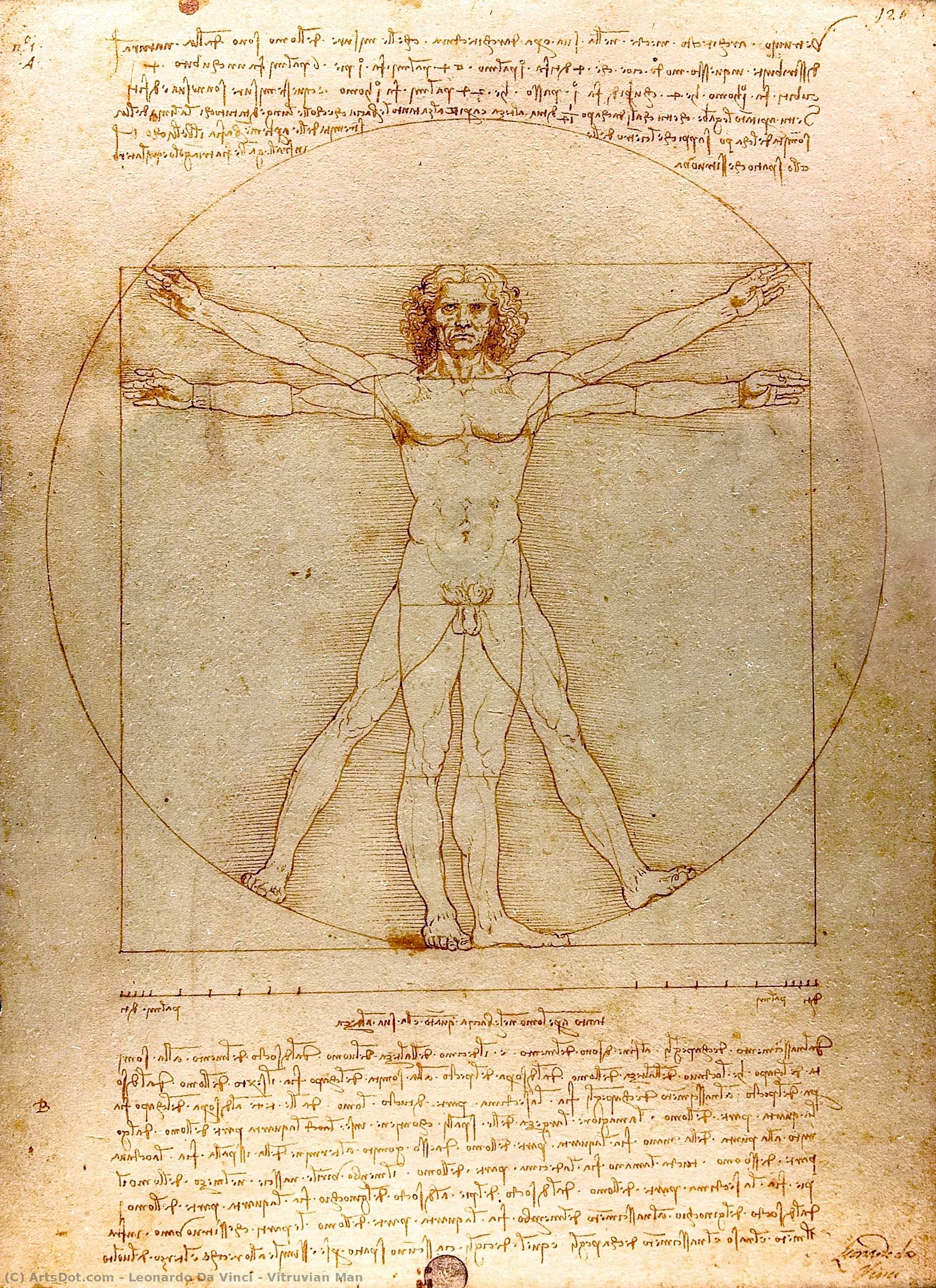 Order Art Reproductions Vitruvian Man by Leonardo Da Vinci (1452-1519, Italy) | ArtsDot.com