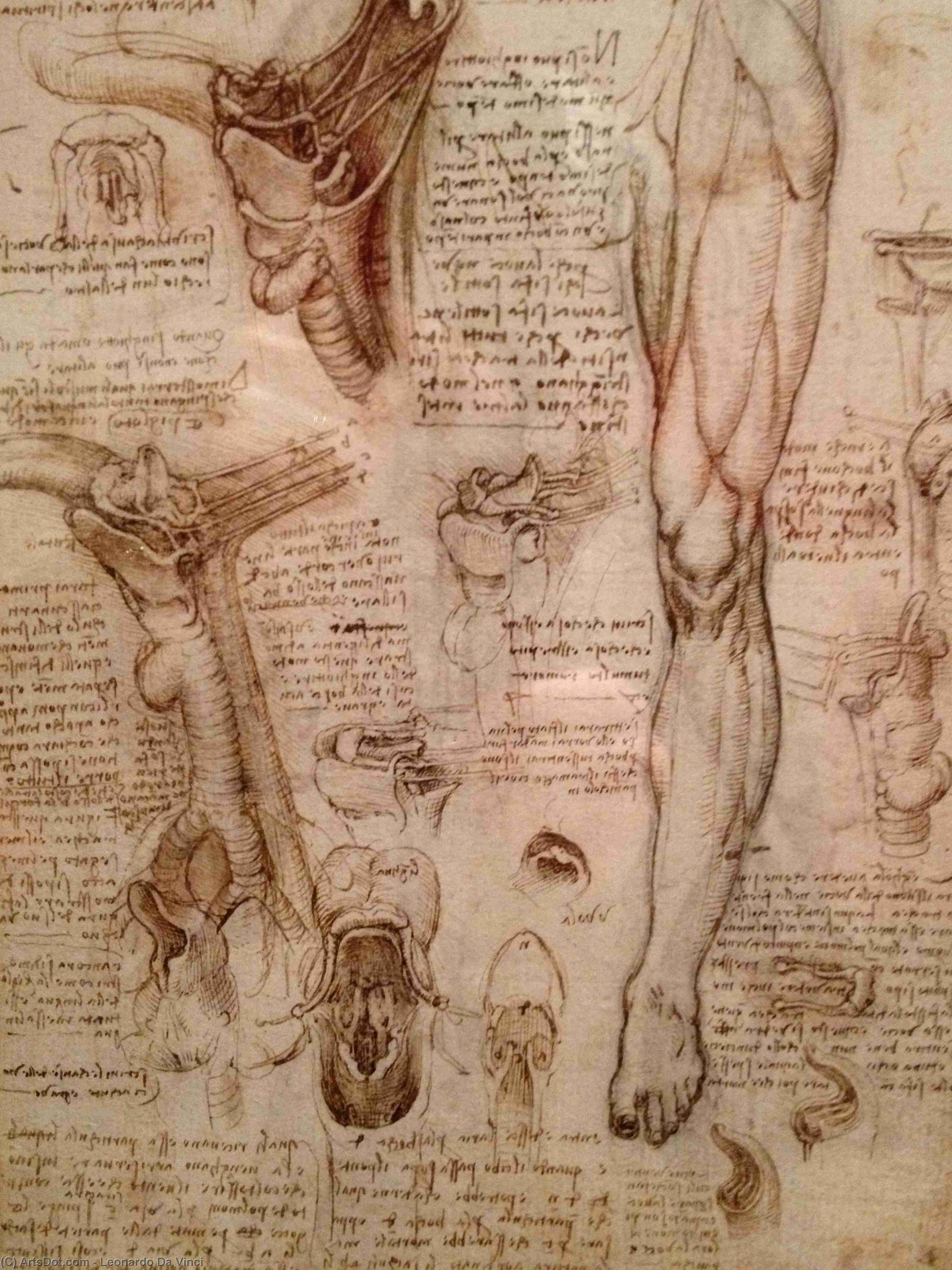 Ordinare Riproduzioni Di Quadri Dissezione del corpo femminile, 1505 di Leonardo Da Vinci (1452-1519, Italy) | ArtsDot.com