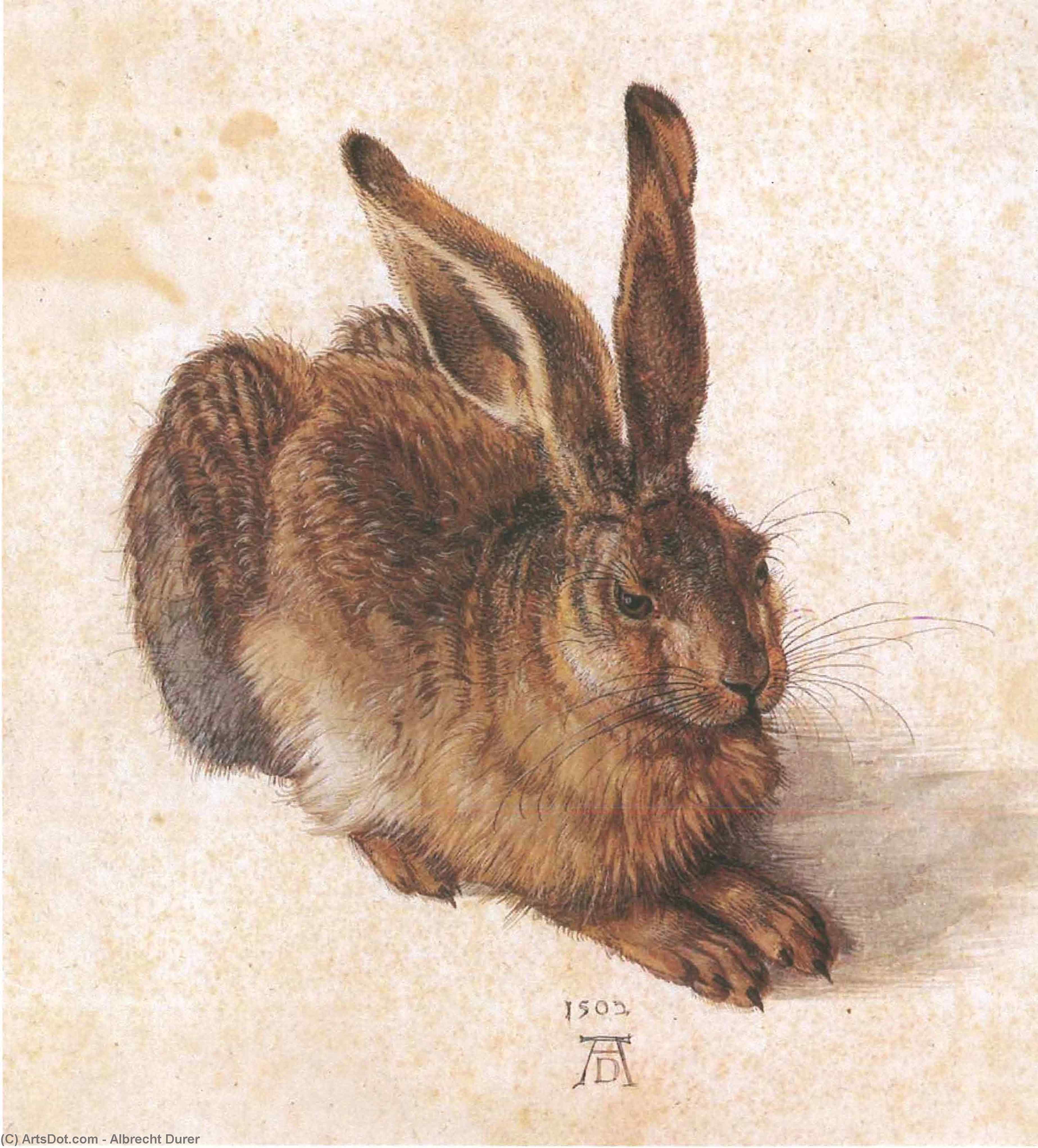 Order Artwork Replica Young Hare, 1502 by Albrecht Durer (1471-1528, Italy) | ArtsDot.com