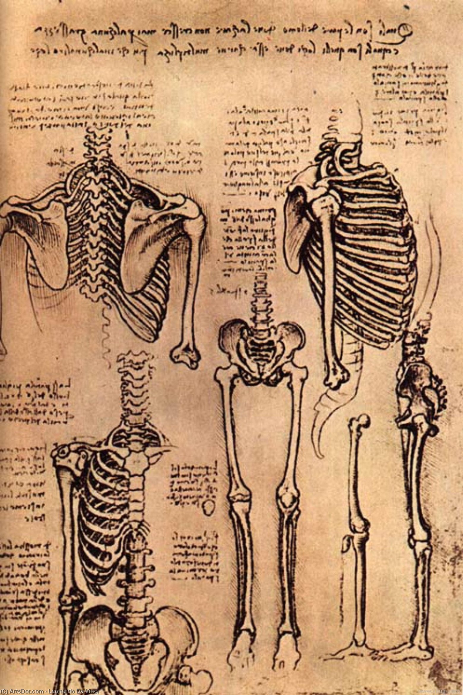 Compra Riproduzioni D'arte Del Museo Disegno del Torso e delle braccia di Leonardo Da Vinci (1452-1519, Italy) | ArtsDot.com