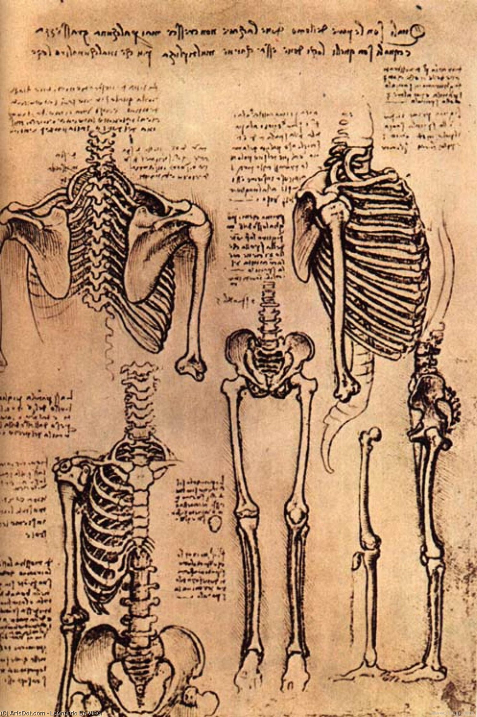 Buy Museum Art Reproductions Drawing of the Torso and the Arms by Leonardo Da Vinci (1452-1519, Italy) | ArtsDot.com