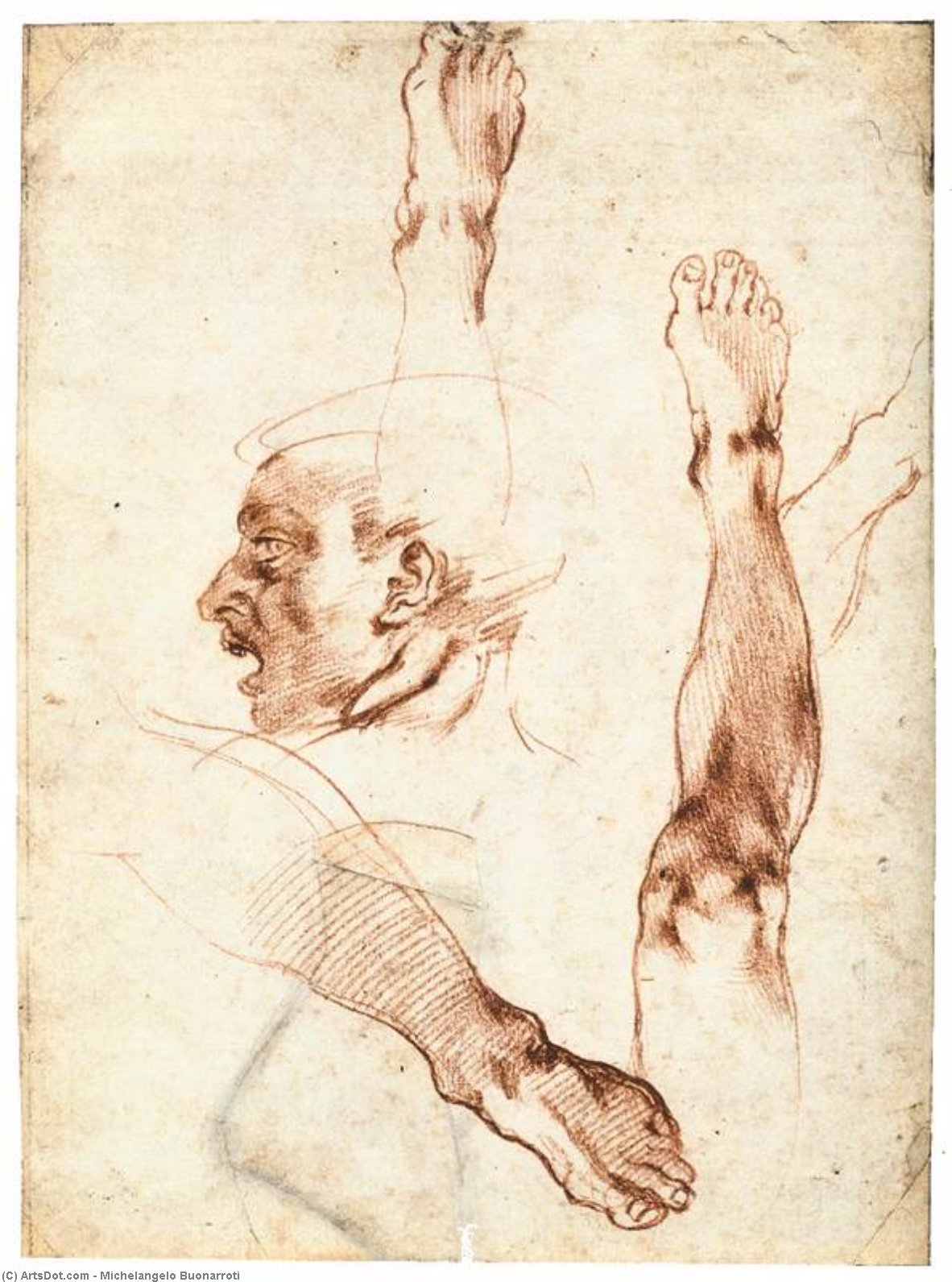 Buy Museum Art Reproductions Male Head in Profile and Leg Studies (recto), 1511 by Michelangelo Buonarroti (1475-1564, Italy) | ArtsDot.com
