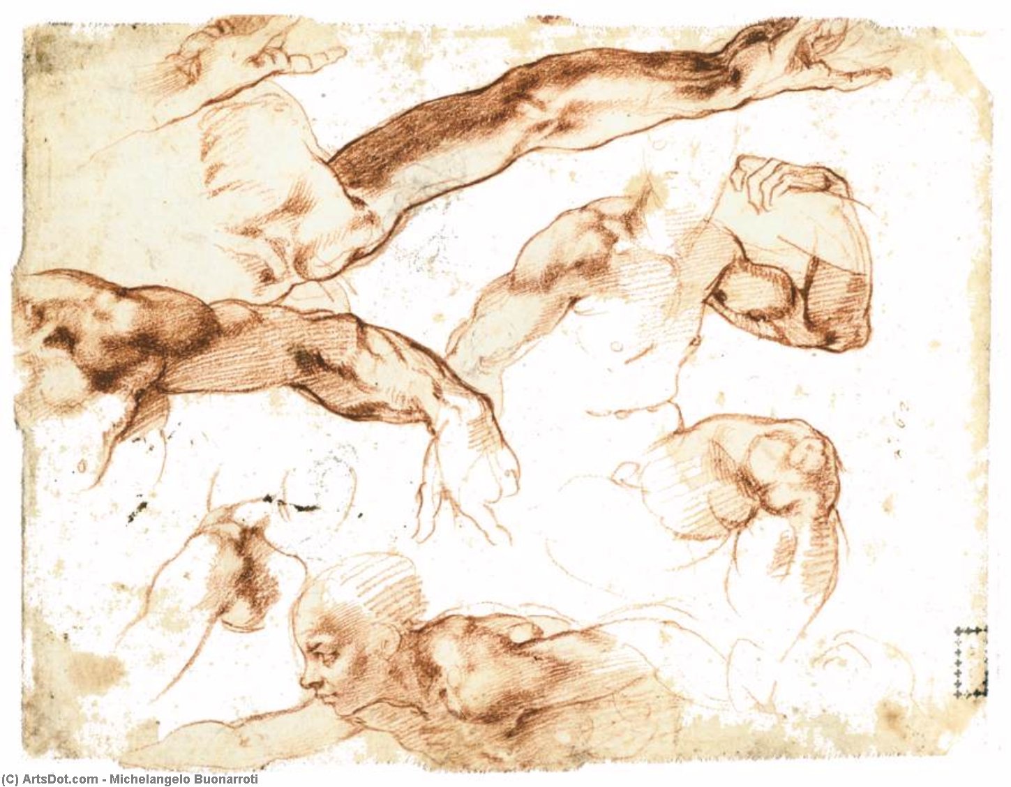 顺序 手工油畫 图和林布的各种研究, 1511 通过 Michelangelo Buonarroti (1475-1564, Italy) | ArtsDot.com