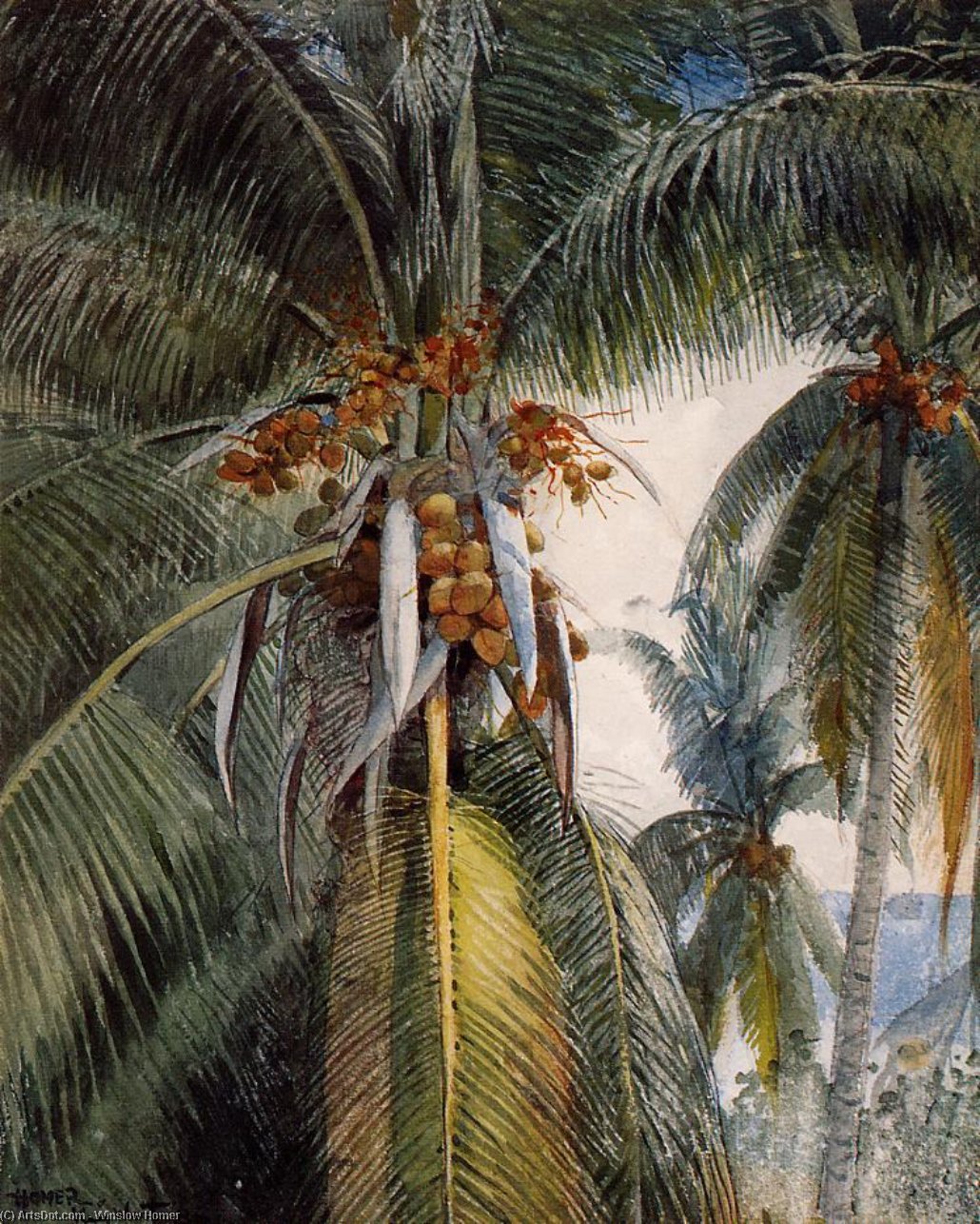 Order Art Reproductions Coconut Palms, Key West, 1886 by Winslow Homer (1836-1910, United States) | ArtsDot.com