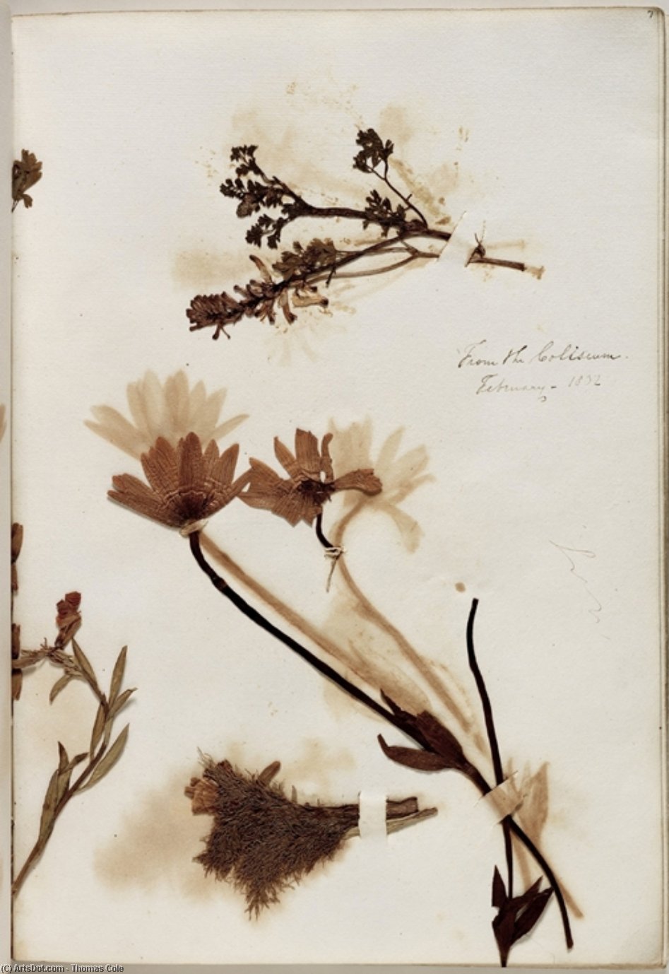 Order Art Reproductions Plants from the Coliseum by Thomas Cole (1801-1848, United Kingdom) | ArtsDot.com