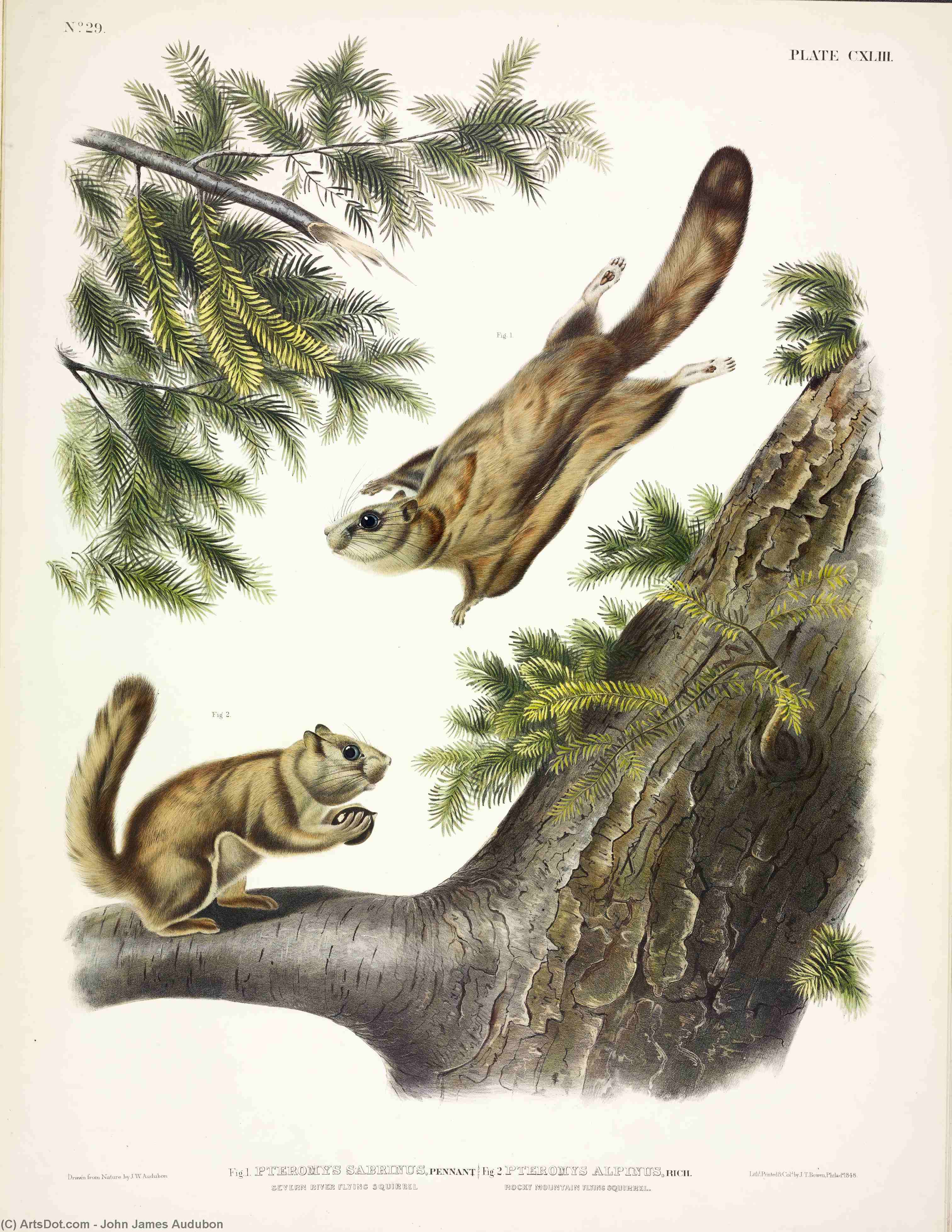 Order Oil Painting Replica 1. Pteromys sabrinus, Severn River Flying Squirrel; 2. Pteromys alpinus, Rocky Mountain Squirrel by John James Audubon (1785-1851, Haiti) | ArtsDot.com