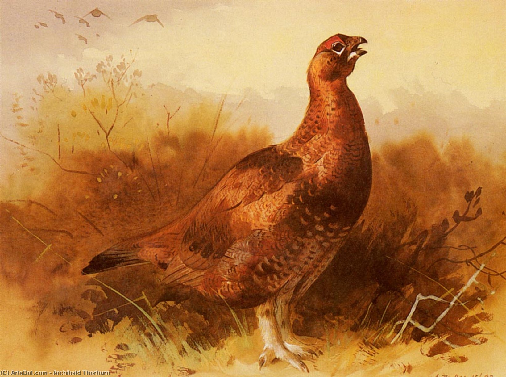 Buy Museum Art Reproductions Cock Grouse by Archibald Thorburn (1860-1935, United Kingdom) | ArtsDot.com