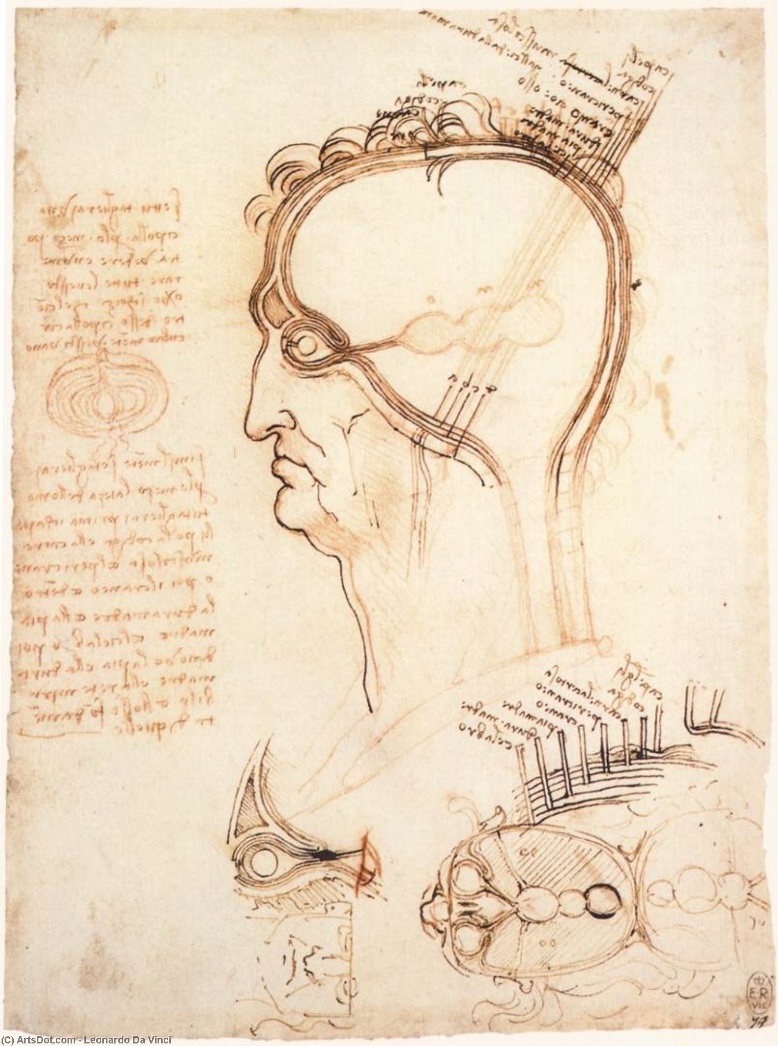 Buy Museum Art Reproductions Comparison of scalp skin and onion, 1489 by Leonardo Da Vinci (1452-1519, Italy) | ArtsDot.com