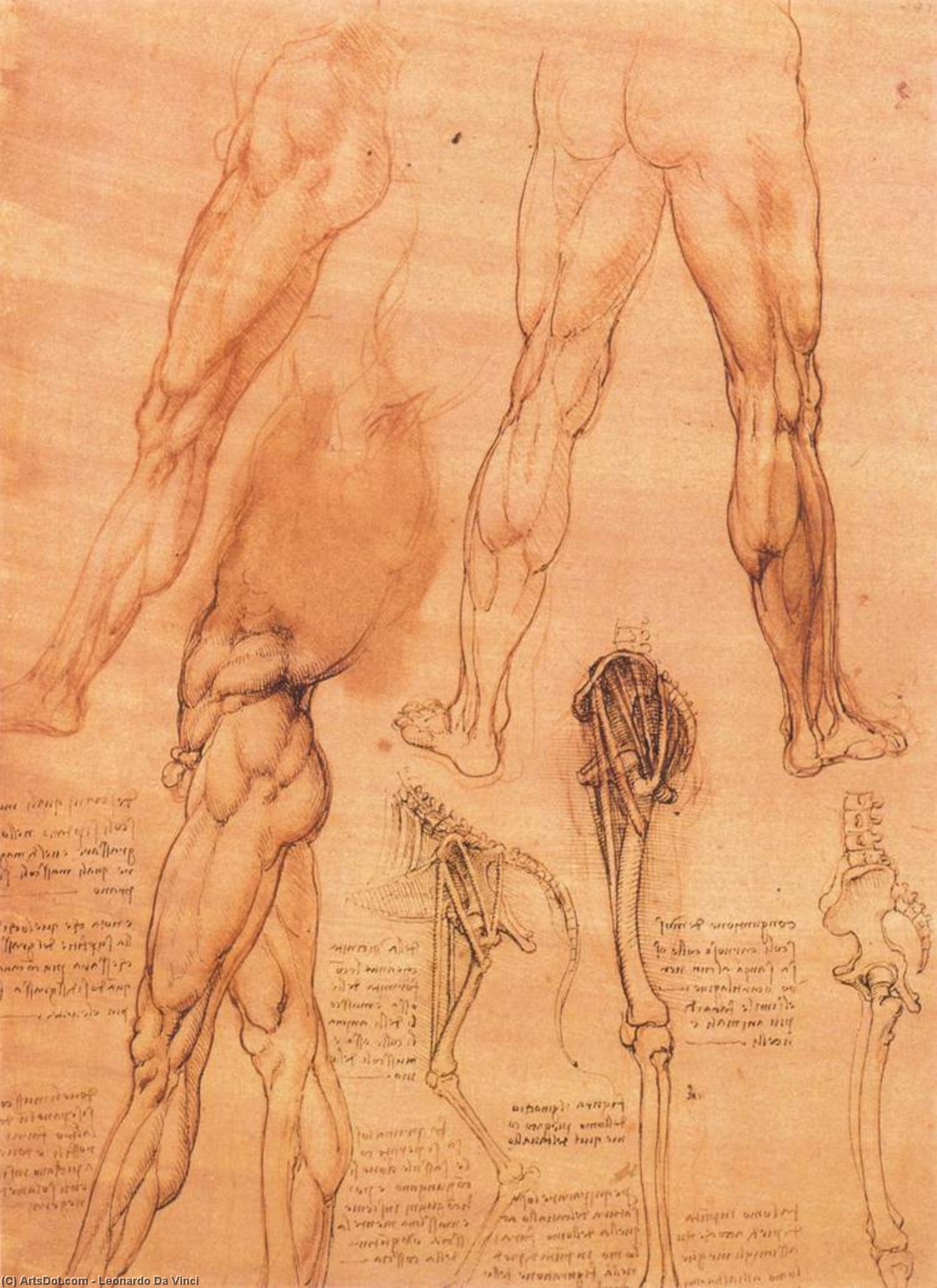 Buy Museum Art Reproductions Studies of legs of man and the leg of a horse, 1506 by Leonardo Da Vinci (1452-1519, Italy) | ArtsDot.com