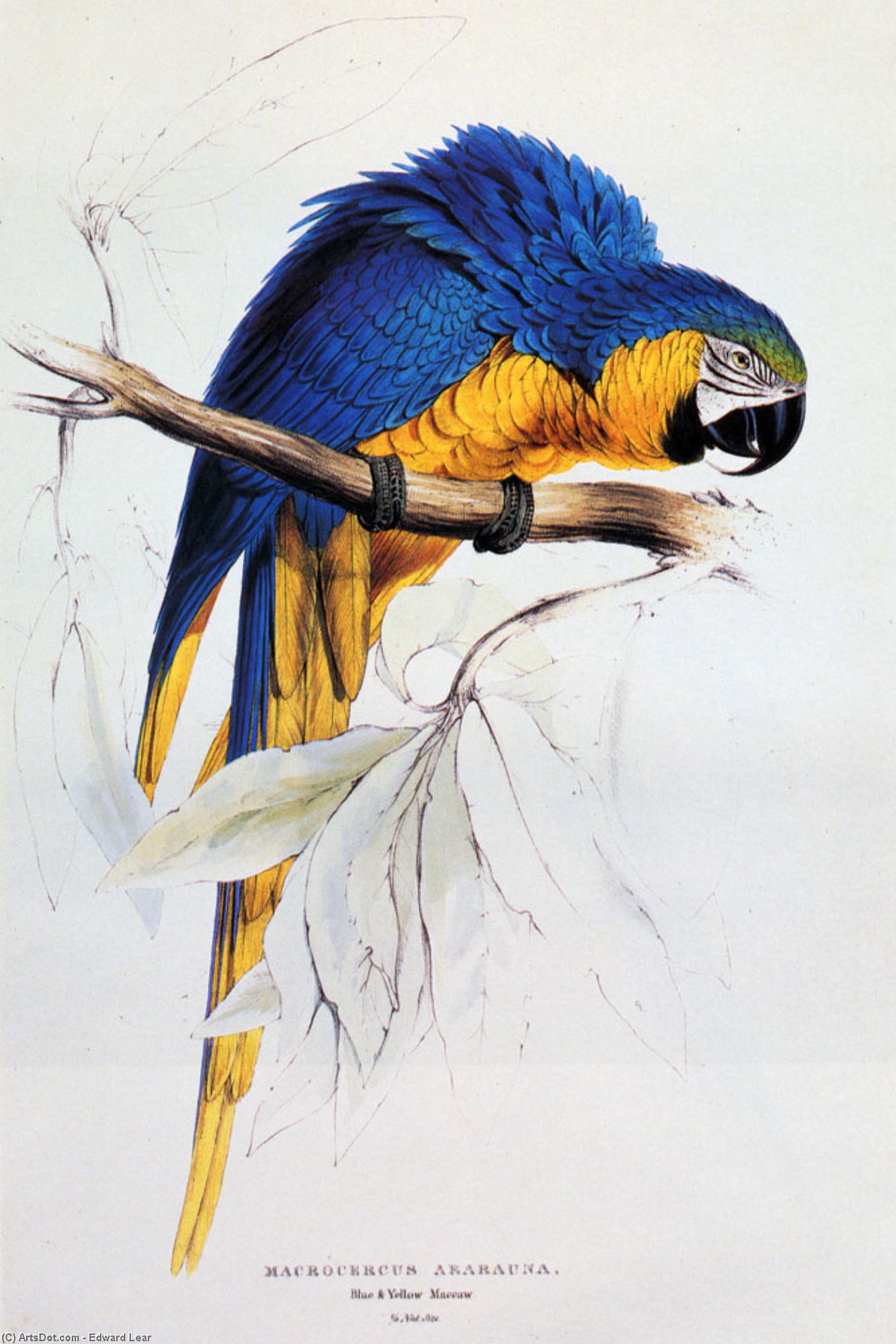 Buy Museum Art Reproductions Blue And Yellow Macaw by Edward Lear (1812-1888, United Kingdom) | ArtsDot.com