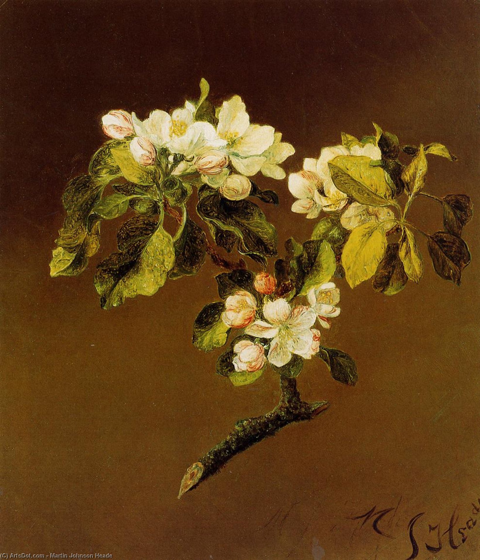 Order Oil Painting Replica A Spray of Apple Blossoms by Martin Johnson Heade (1819-1904, United States) | ArtsDot.com