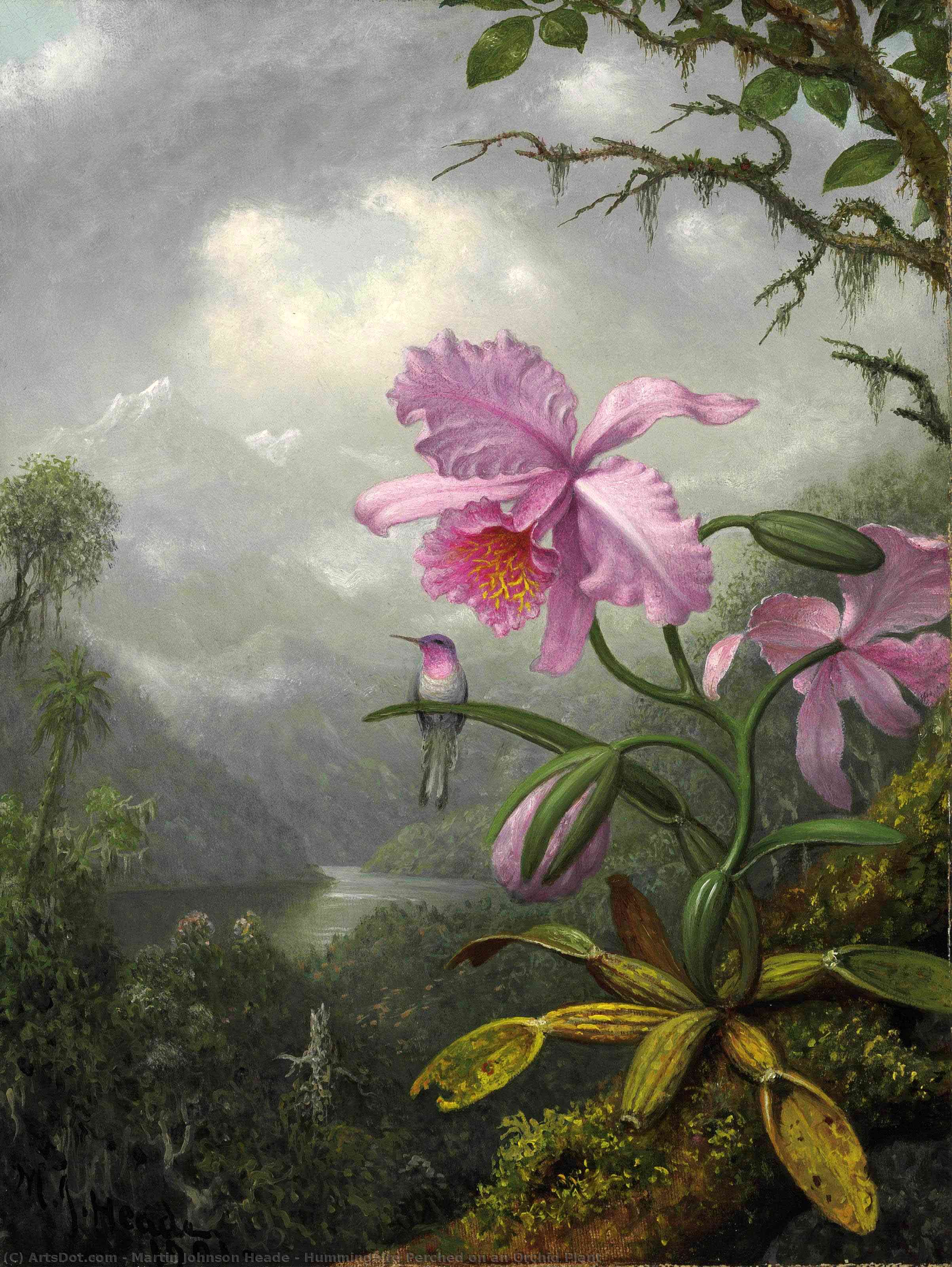 Order Paintings Reproductions Hummingbird Perched on an Orchid Plant, 1901 by Martin Johnson Heade (1819-1904, United States) | ArtsDot.com
