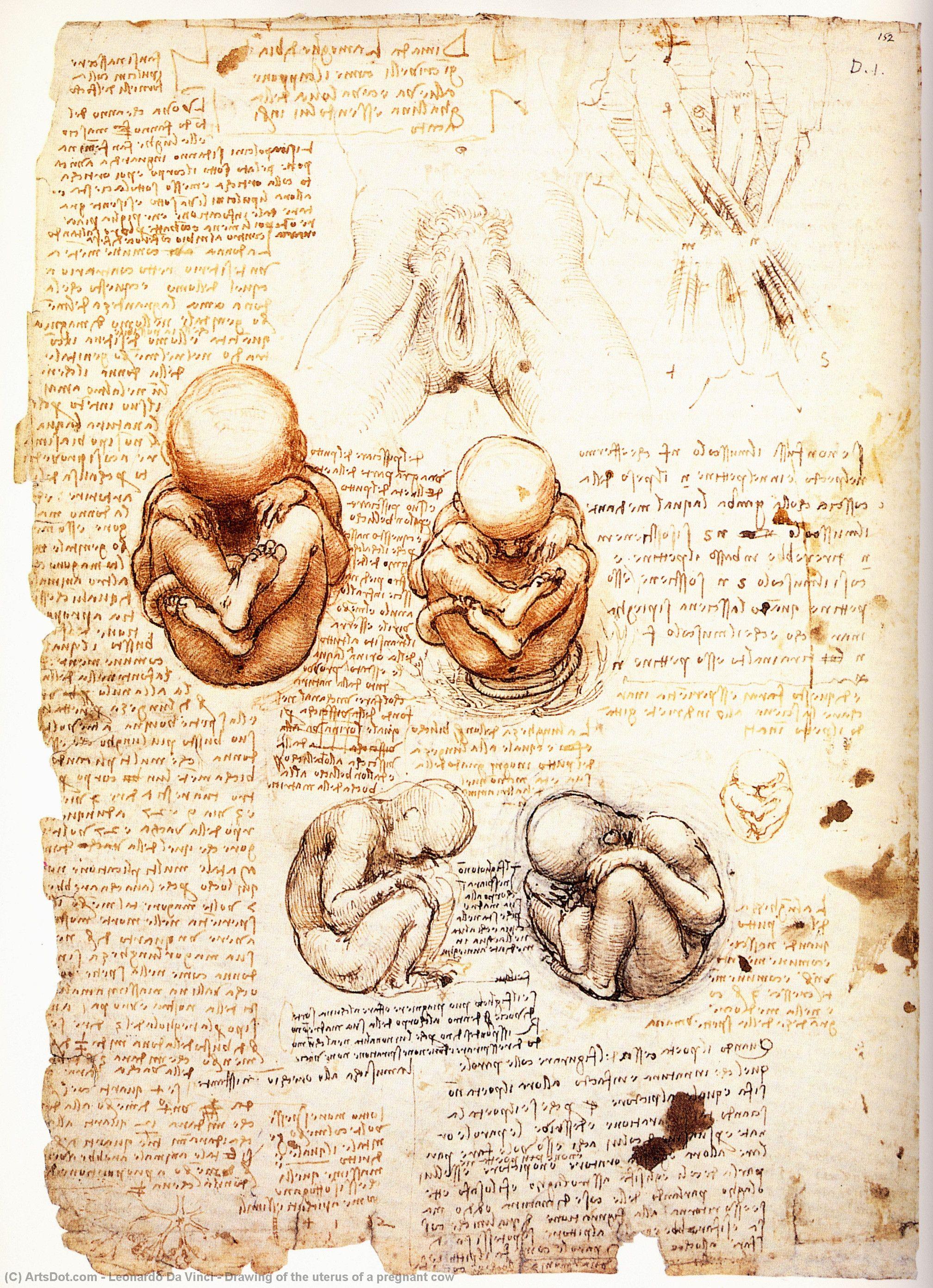 Order Oil Painting Replica Drawing of the uterus of a pregnant cow, 1508 by Leonardo Da Vinci (1452-1519, Italy) | ArtsDot.com