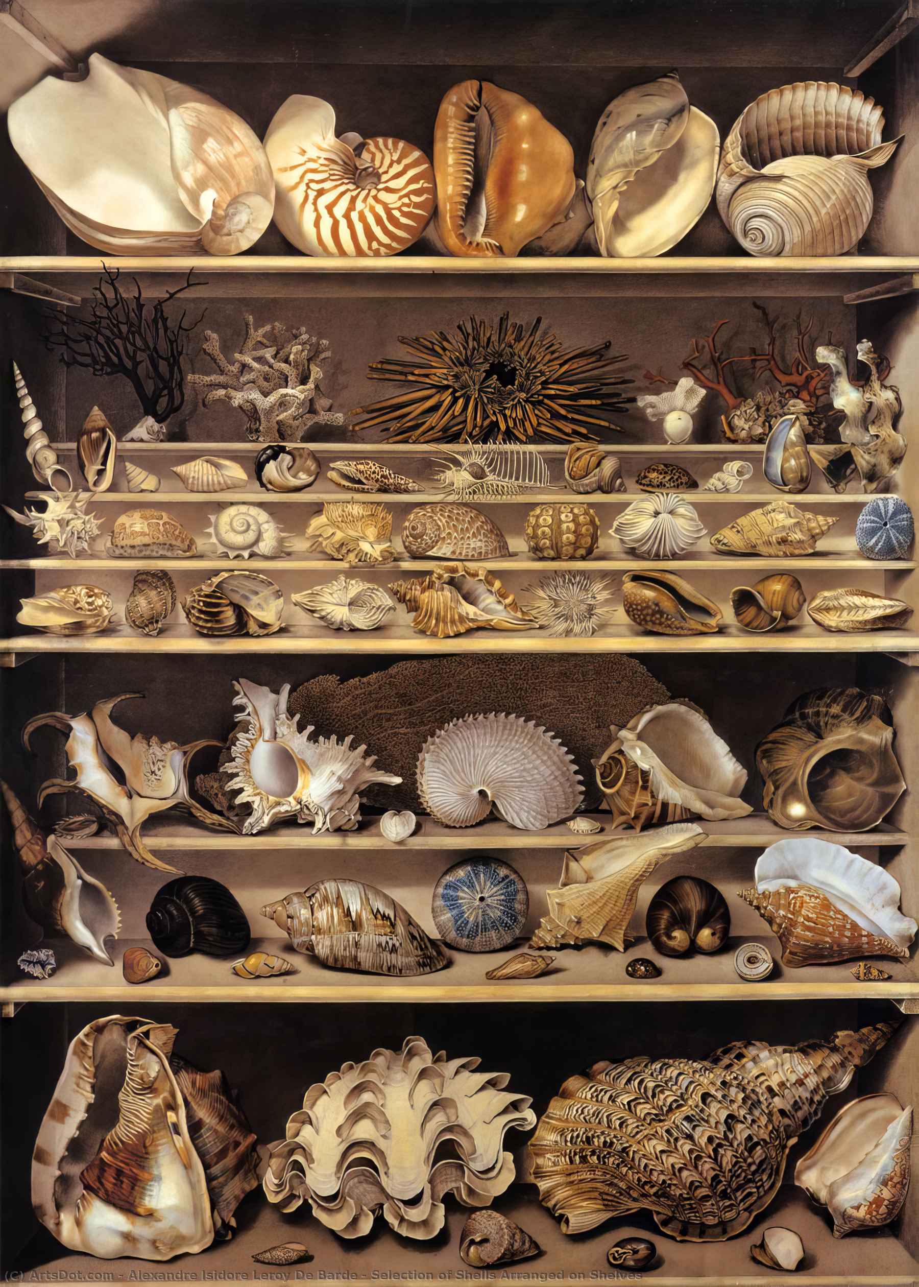 Buy Museum Art Reproductions Selection of Shells Arranged on Shelves by Alexandre Isidore Leroy De Barde (1777-1828, France) | ArtsDot.com
