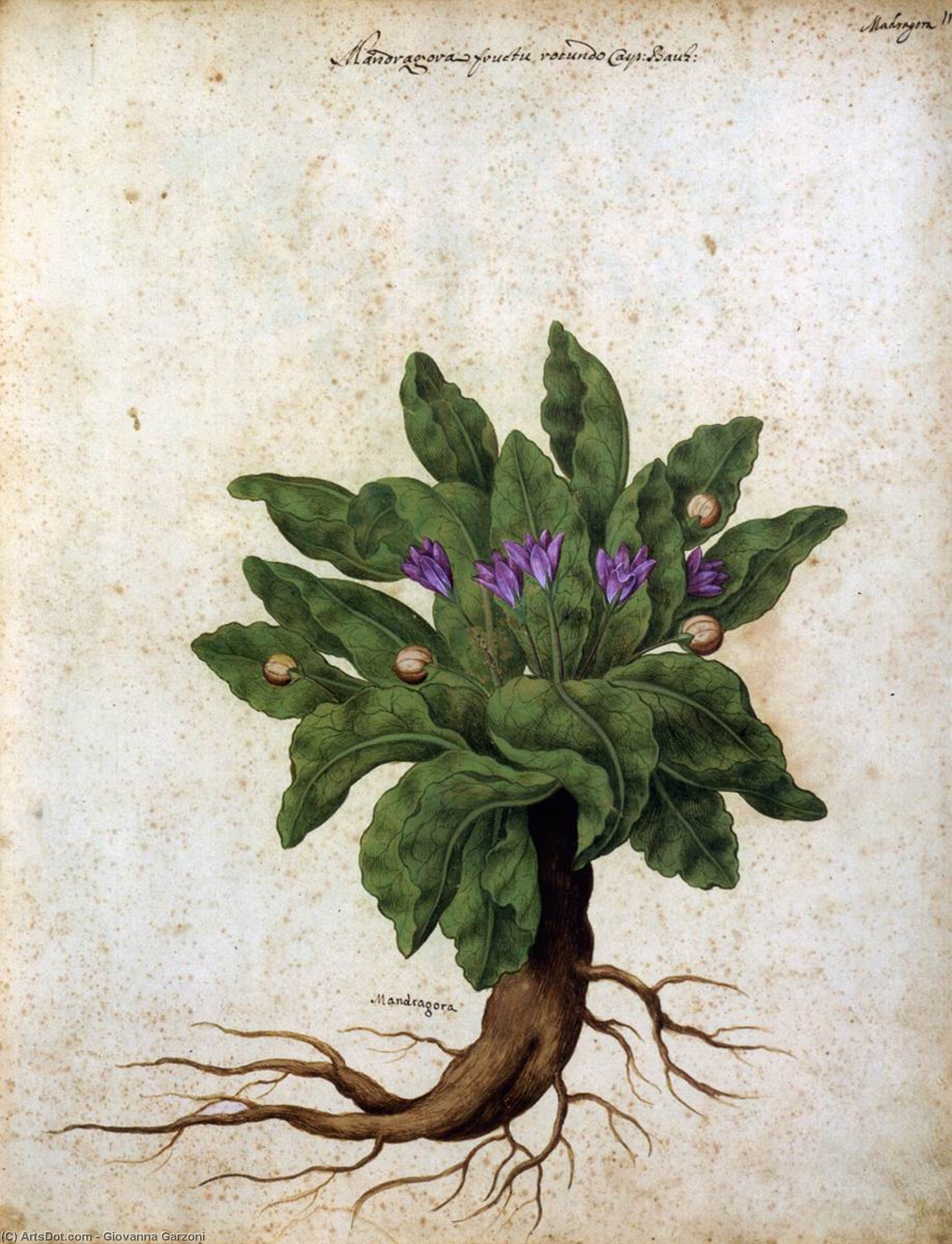 顺序 畫複製 Mandrake。, 1650 通过 Giovanna Garzoni (1600-1670, Italy) | ArtsDot.com