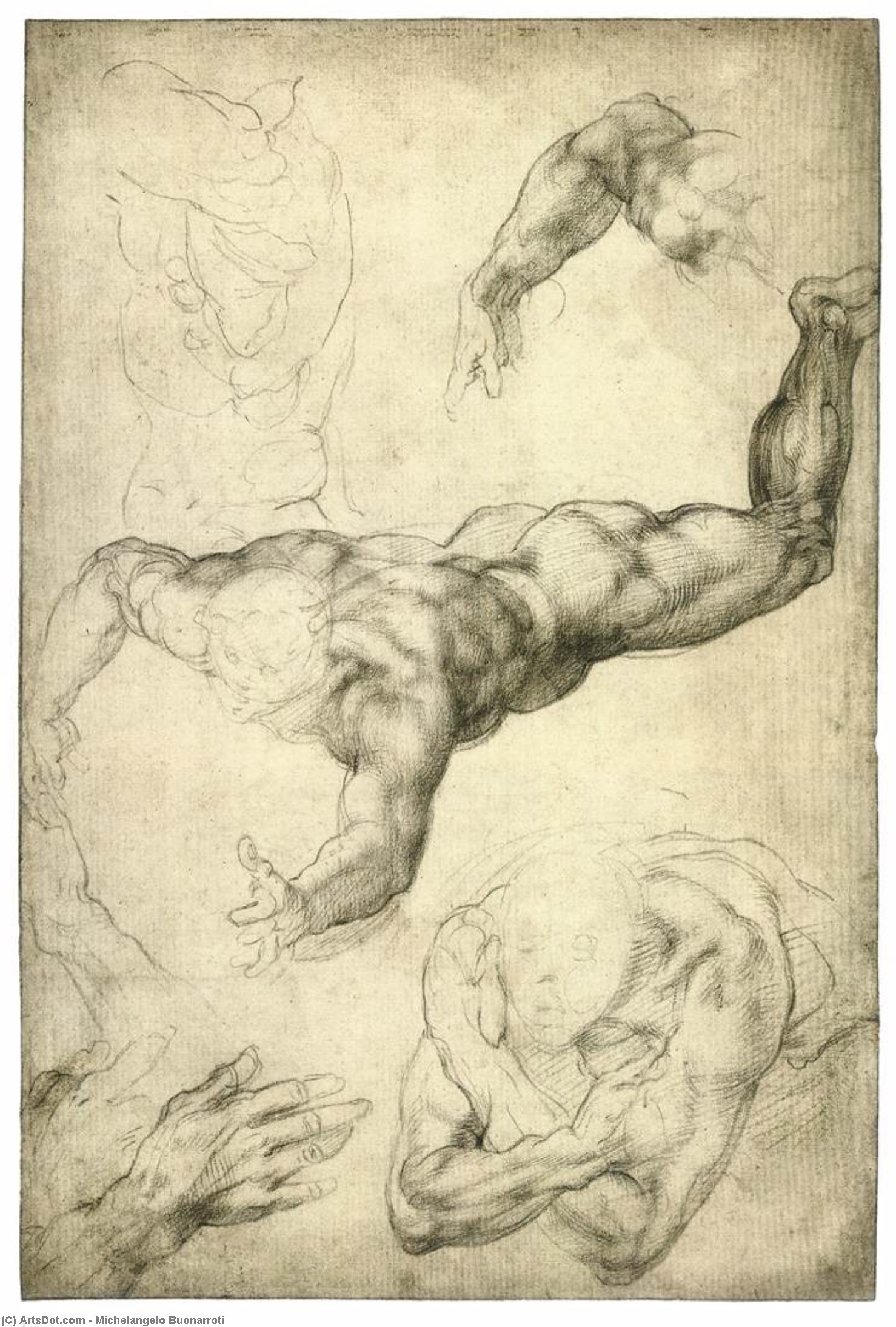 Order Oil Painting Replica Studies of Arms and Hands (recto), 1513 by Michelangelo Buonarroti (1475-1564, Italy) | ArtsDot.com
