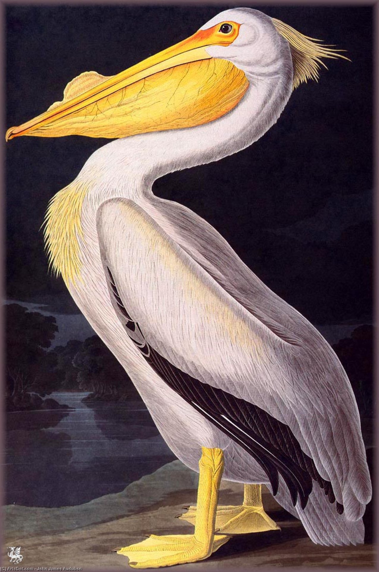 Order Art Reproductions american white pelican by John James Audubon (1785-1851, Haiti) | ArtsDot.com