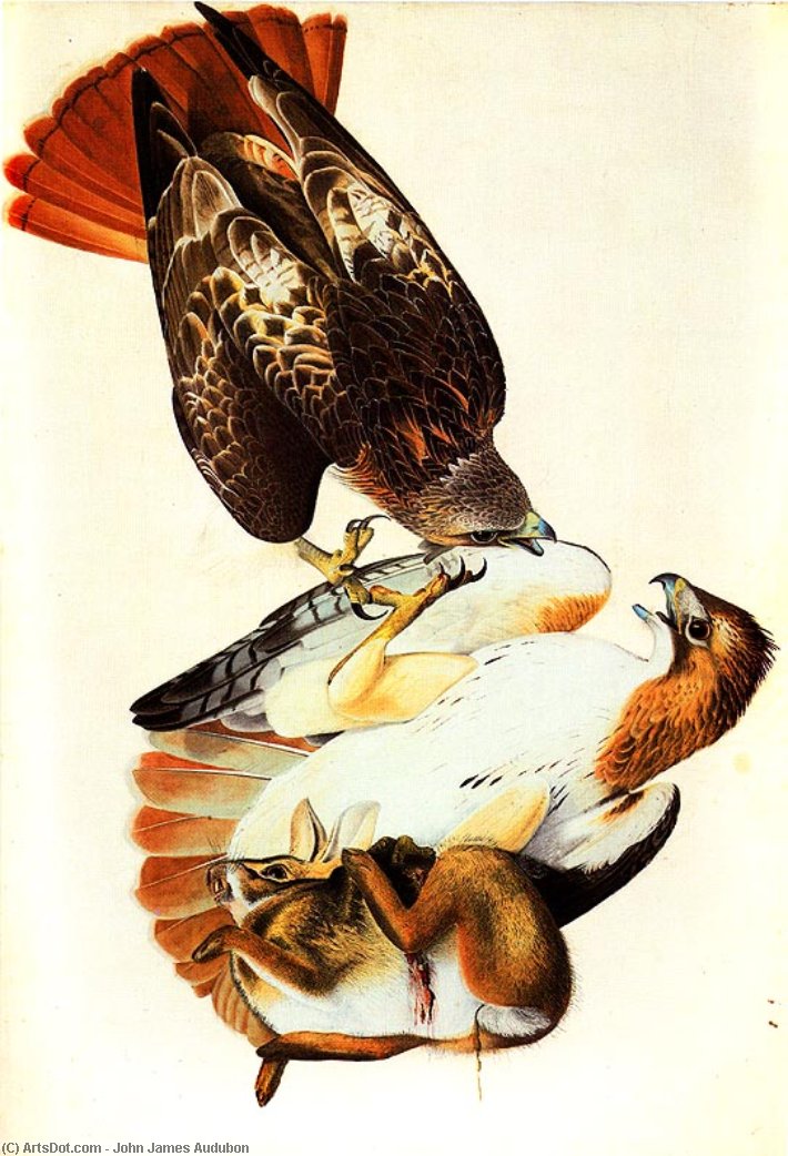 Order Art Reproductions Red Tailed Hawk (painted in Louisiana in and later reworked), 1821 by John James Audubon (1785-1851, Haiti) | ArtsDot.com