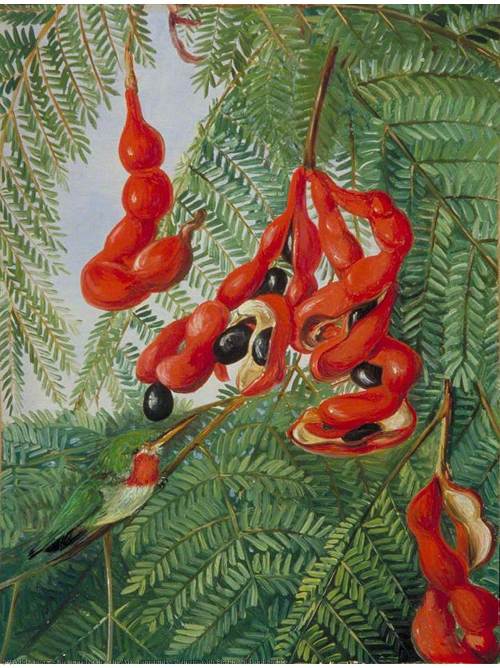 Order Art Reproductions The Wild Tamarind of Jamaica with Scarlet Pod and Barbet, 1872 by Marianne North (1830-1890, United Kingdom) | ArtsDot.com