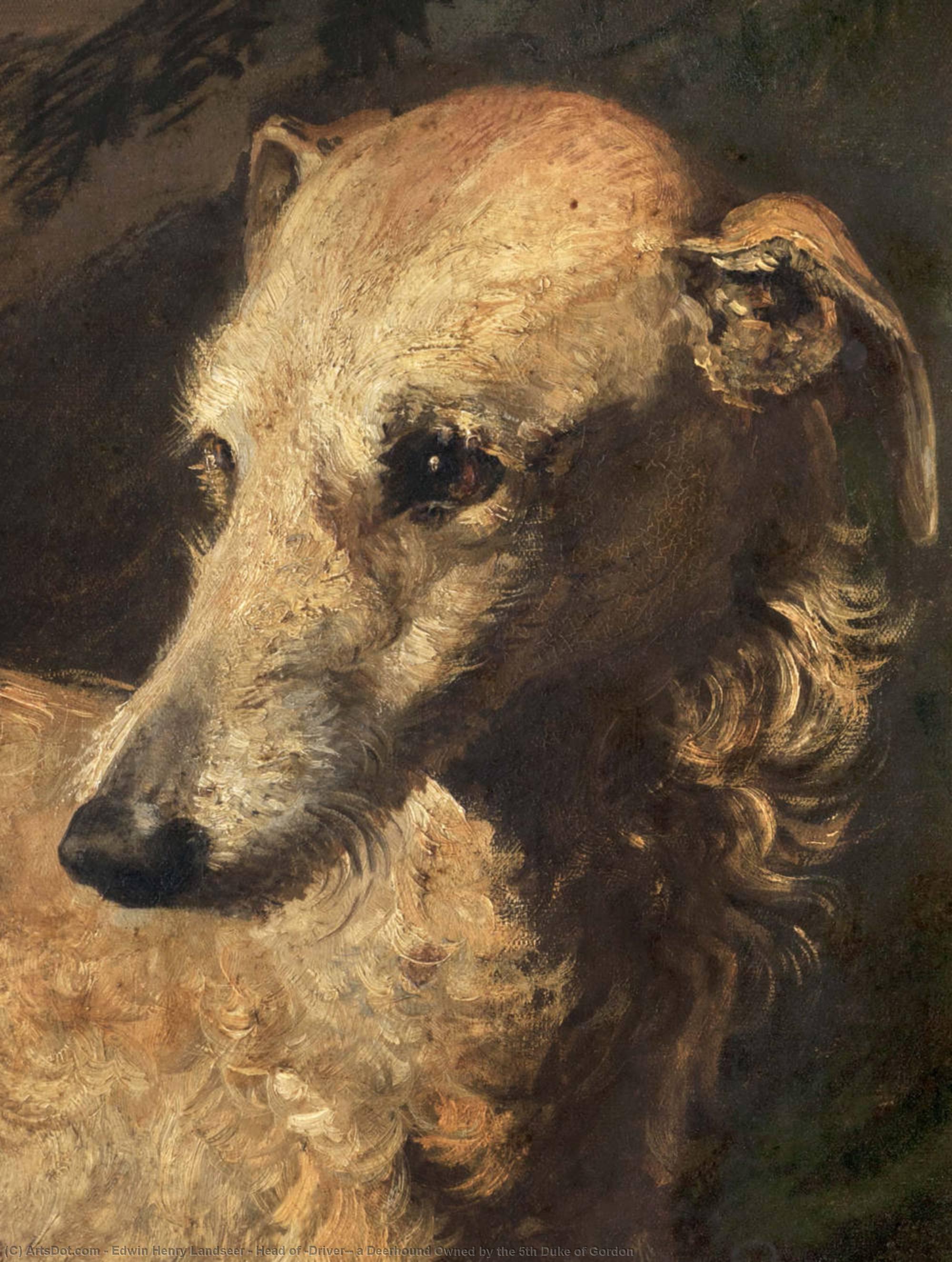 Order Paintings Reproductions Head of `Driver`, a Deerhound Owned by the 5th Duke of Gordon by Edwin Henry Landseer | ArtsDot.com