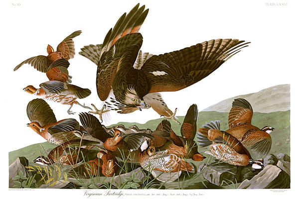 Order Oil Painting Replica Virginian Partridge (Northern Bobwhite) under attack by a young red-shouldered hawk by John James Audubon (1785-1851, Haiti) | ArtsDot.com