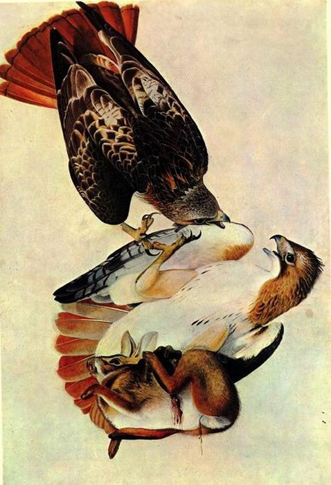 Buy Museum Art Reproductions Red tailed hawk by John James Audubon (1785-1851, Haiti) | ArtsDot.com
