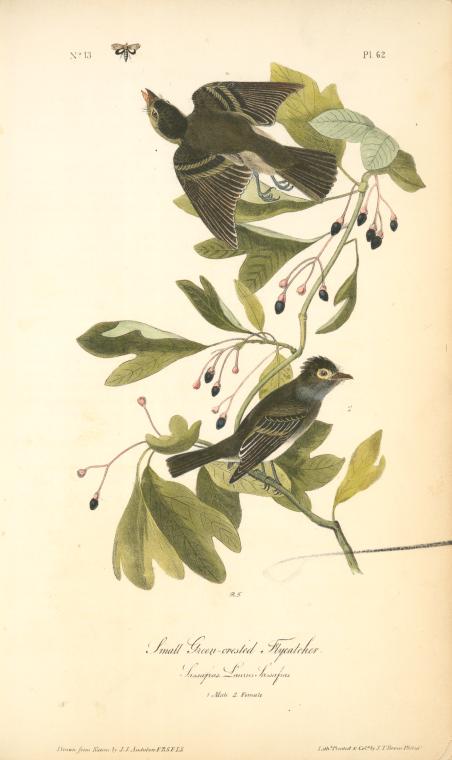 Order Oil Painting Replica Small Green-crested Flycatcher. 1. Male; 2. Female. (Sassafras. Laurus sassafras.) by John James Audubon (1785-1851, Haiti) | ArtsDot.com