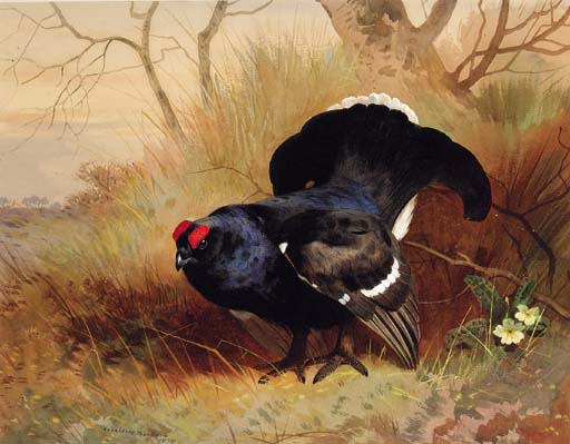Order Oil Painting Replica A Blackcock In A Woodland Clearing by Archibald Thorburn (1860-1935, United Kingdom) | ArtsDot.com