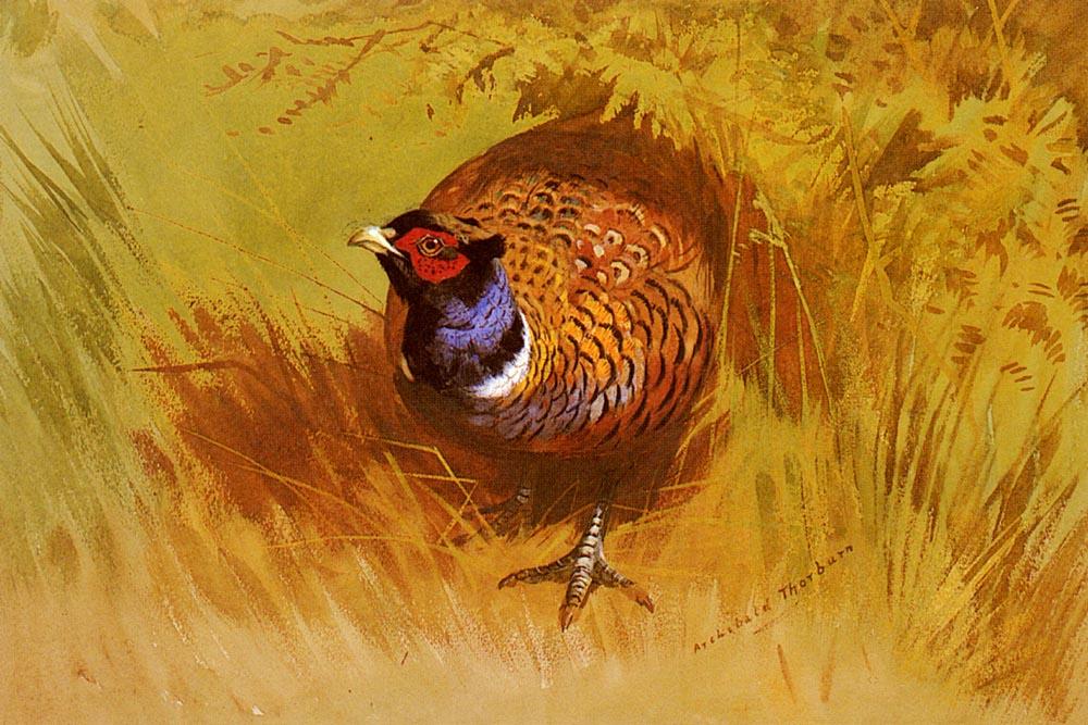 Order Paintings Reproductions A Cock Pheasant by Archibald Thorburn (1860-1935, United Kingdom) | ArtsDot.com