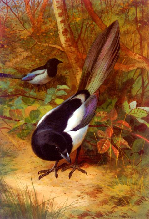 Order Paintings Reproductions Magpies by Archibald Thorburn (1860-1935, United Kingdom) | ArtsDot.com