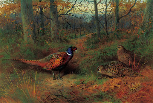 Order Oil Painting Replica On The Ride. A Cock And Two Hen Pheasant In Autumn by Archibald Thorburn (1860-1935, United Kingdom) | ArtsDot.com