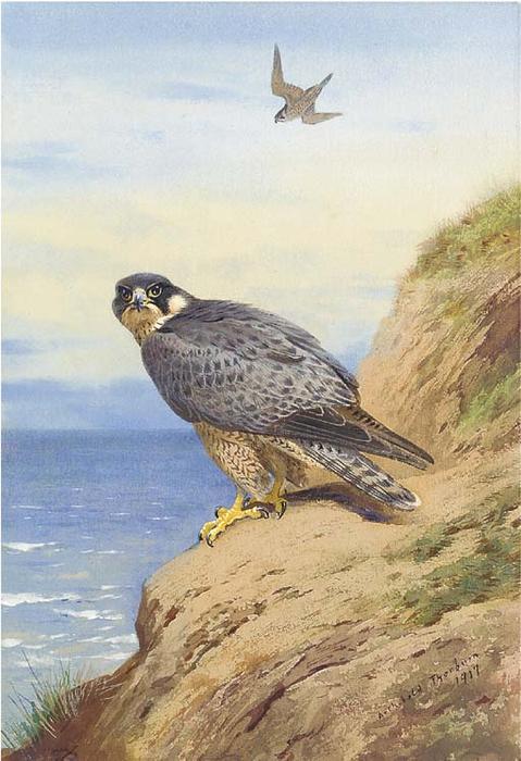 Buy Museum Art Reproductions Peregrine Falcon by Archibald Thorburn (1860-1935, United Kingdom) | ArtsDot.com
