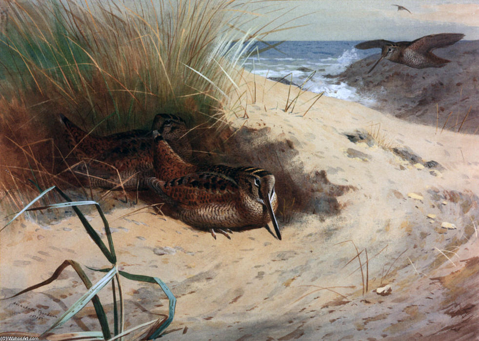 Order Paintings Reproductions Woodcock Among The Dunes by Archibald Thorburn (1860-1935, United Kingdom) | ArtsDot.com