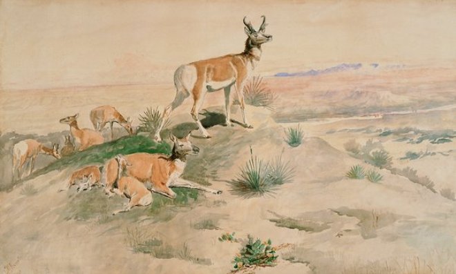 Order Artwork Replica Antelope by Charles Marion Russell (1864-1926, United States) | ArtsDot.com