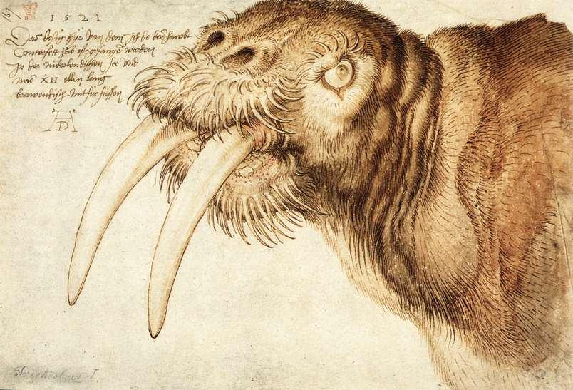 Buy Museum Art Reproductions Walrus, 1521 by Albrecht Durer (1471-1528, Italy) | ArtsDot.com
