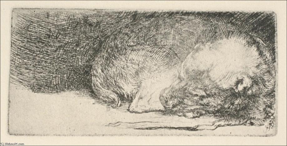 Order Paintings Reproductions The Little Dog Sleeping by Rembrandt Van Rijn (1606-1669, Netherlands) | ArtsDot.com