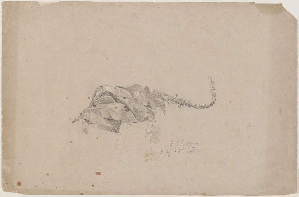 Order Art Reproductions Tobacco Blossom by Jasper Francis Cropsey (1823-1900, United States) | ArtsDot.com