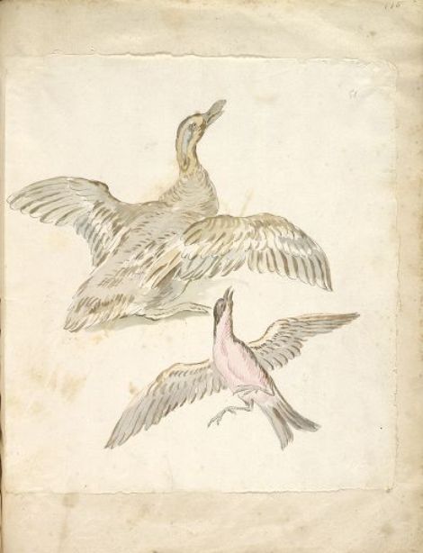 Buy Museum Art Reproductions Duck and Bird, both with Wings Extended by Jean-Baptiste Oudry (1686-1755, France) | ArtsDot.com