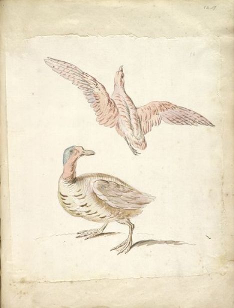 Buy Museum Art Reproductions Standing Duck and Bird in Flight by Jean-Baptiste Oudry (1686-1755, France) | ArtsDot.com