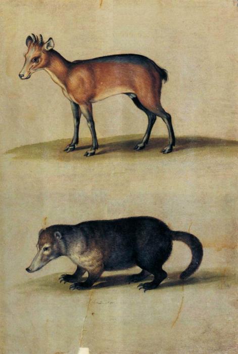 Order Oil Painting Replica Red Hartebeest and Mountain Coati by Ulisse Aldrovandi (1522-1605, Italy) | ArtsDot.com