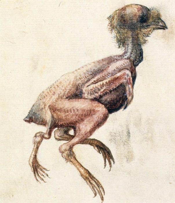 Order Art Reproductions Study of a Featherless Three-Footed Chick, 1571 by Giuseppe Arcimboldo (1527-1593, Italy) | ArtsDot.com