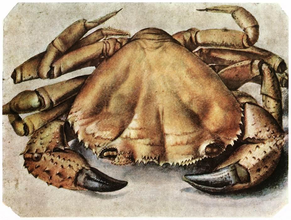 顺序 畫複製 Lobster 。, 1495 通过 Albrecht Durer (1471-1528, Italy) | ArtsDot.com