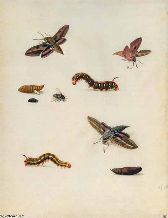 Order Oil Painting Replica Insects by Herman Henstenburgh (1667-1726, Netherlands) | ArtsDot.com