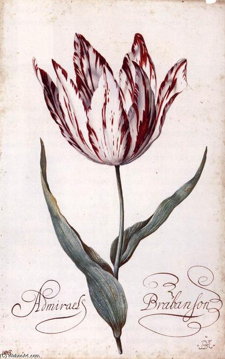 Order Paintings Reproductions Tulip, 1620 by Balthasar Van Der Ast (1593-1657, Netherlands) | ArtsDot.com