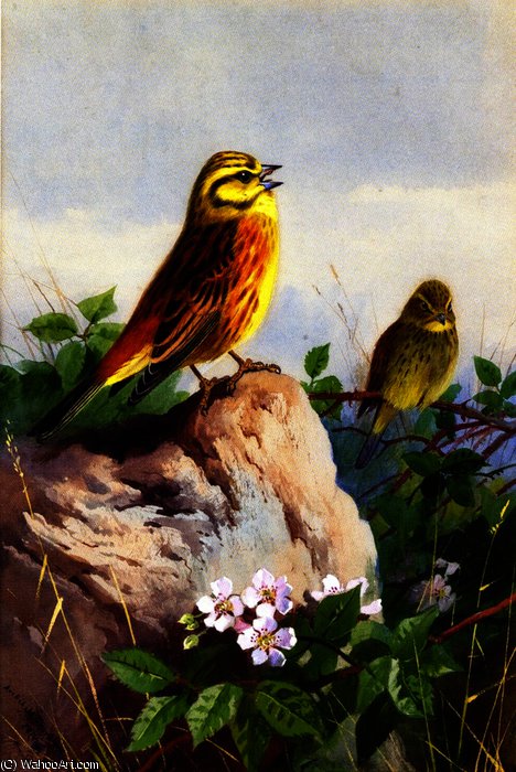 Order Oil Painting Replica A Pair of Yellowhammers, 1914 by Archibald Thorburn (1860-1935, United Kingdom) | ArtsDot.com