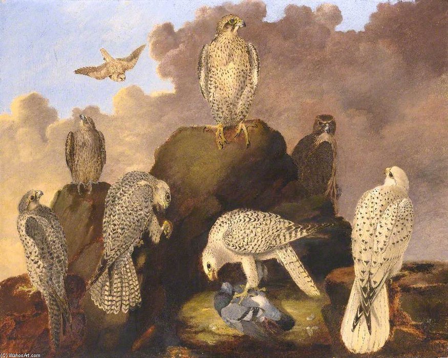 Order Art Reproductions Large Falcons Of The Palearctic by Wilfrid Williams Ball | ArtsDot.com
