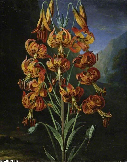 Buy Museum Art Reproductions Lilium Superbum by George Philip Reinagle (1749-1833) | ArtsDot.com