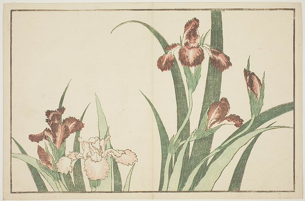 Order Art Reproductions Iris by Katsushika Hokusai (1760-1849, Japan) | ArtsDot.com