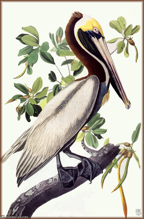 Order Oil Painting Replica brown pelican by John James Audubon (1785-1851, Haiti) | ArtsDot.com